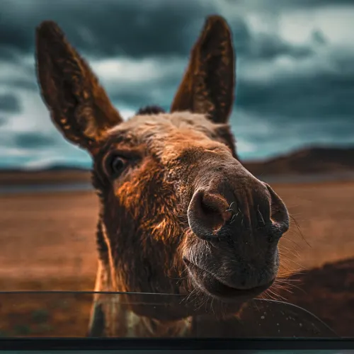 Rage looking mad as hell